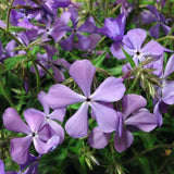 Blue Moon Woodland Phlox