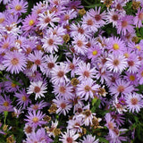 Woods Purple Aster
