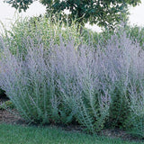 Russian Sage