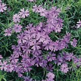 Purple Beauty Creeping Phlox