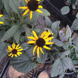 Little Goldstar Black-Eyed Susan