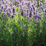 Lavender (English) Super Blue