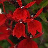 Starship Scarlet Cardinal Flower
