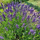 Phenomenal Lavender