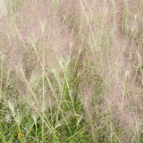 Pink Muhly Grass
