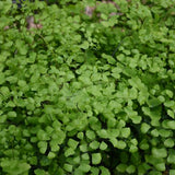 Fern Mairis's Maidenhair