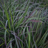 Standing Ovation Little Bluestem
