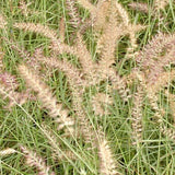 Pennisetum Karley Rose