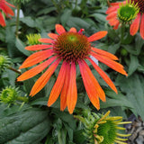 Sombrero Adobe Orange Coneflower