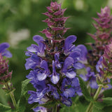 Blue Marvel Salvia
