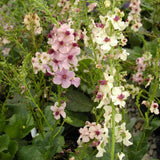 Southern Charm Mullein