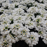 Snow Cone Forte Candytuft
