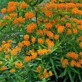 Butterfly Weed