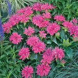 Balmy Pink Bee Balm