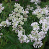 Muticum Mountain Mint