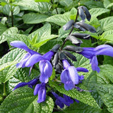 Black & Bloom Salvia