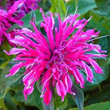 Balmy Rose Bee Balm
