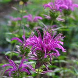 Balmy Purple Bee Balm