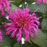Balmy Lilac Bee Balm