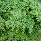 Fern Arborvitae