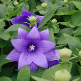 Astra Blue Balloon Flower
