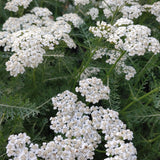 New Vintage White Yarrow