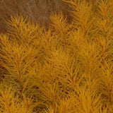 Butterscotch Threadleaf Bluestar