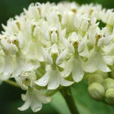 Milkmaid Swamp Milkweed
