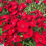 Dianthus Rockin Red
