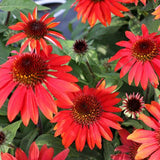 Sombrero Sangrita Coneflower