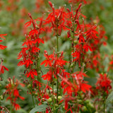 Cardinal Flower