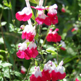 Hot Lips Salvia