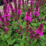 Rose Marvel Salvia