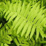 Fern Ostrich