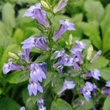 Great Blue Lobelia