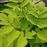Sun King Japanese Spikenard