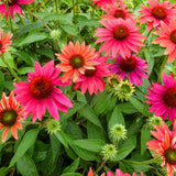 Sombrero Tres Amigos Coneflower