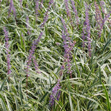 Variegated Liriope
