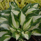 Vulcan Hosta