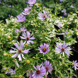 October Skies Aster