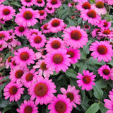 Sombrero Rosada Coneflower