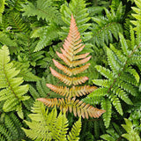 Fern Jurassic Gold