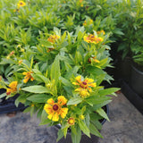 Salud Embers Helenium