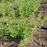 Calamint