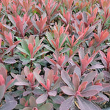 Miner's Merlot Spurge