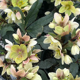 HGC Champion Hellebore
