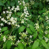 Virgin's Bower