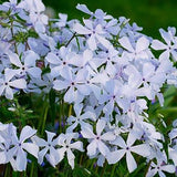 May Breeze Woodland Phlox