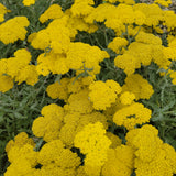 Moonshine Yarrow