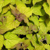 Golden Jubilee Hyssop